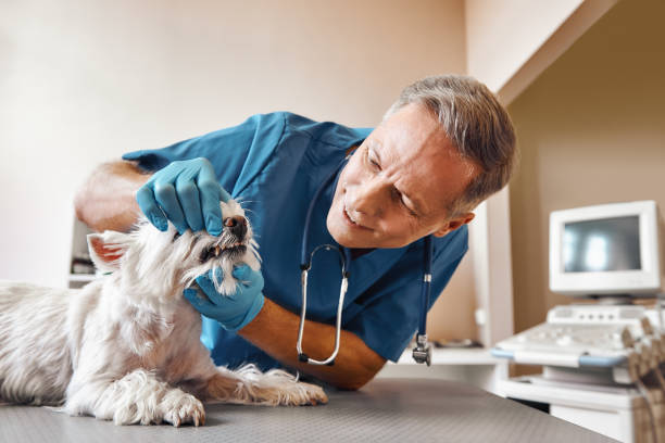 Best Walk-In Emergency Dentist in Cobden, IL